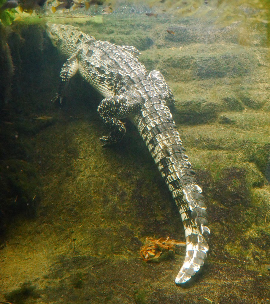 kæmpe krokodille