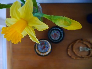 påskeliljer blomster i hjemmet